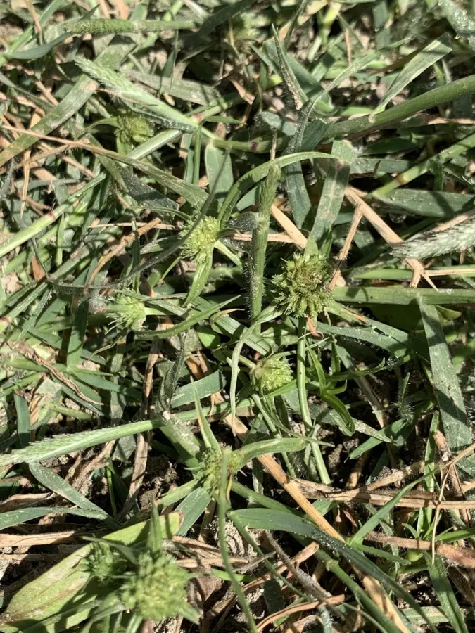 Cyperus michelianus