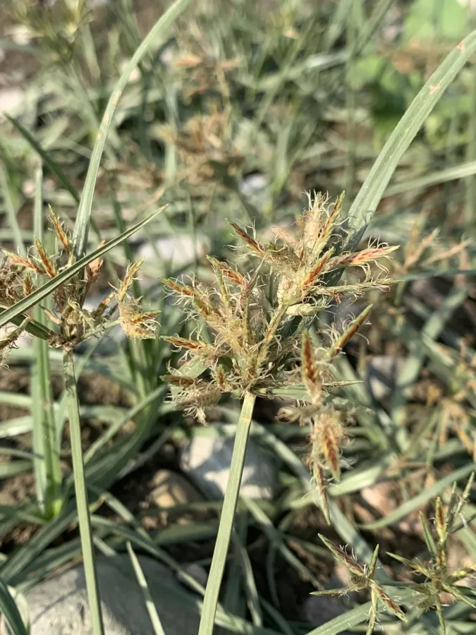 Cyperus rotundus