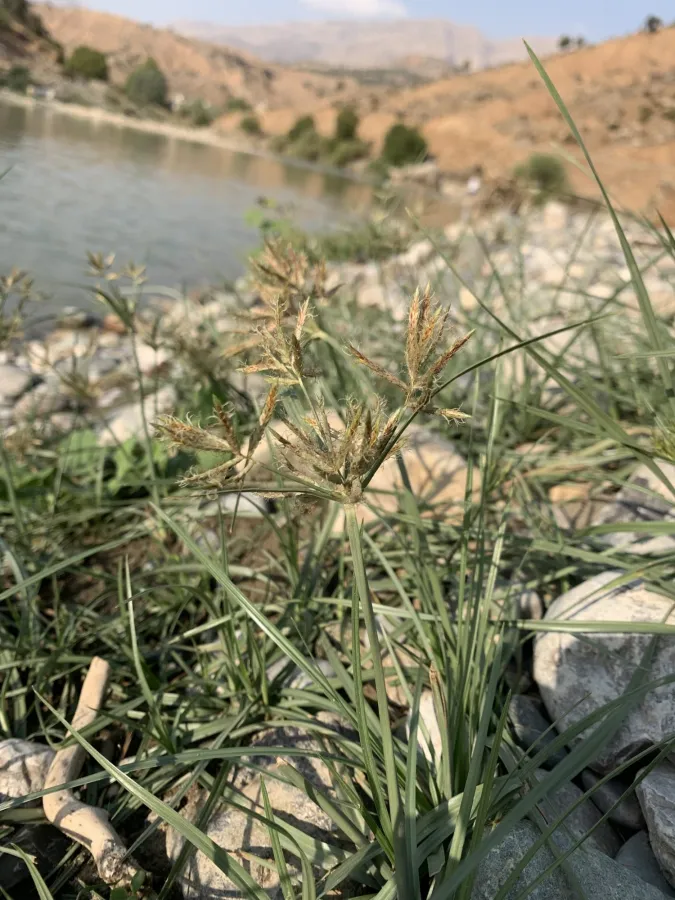 Cyperus rotundus
