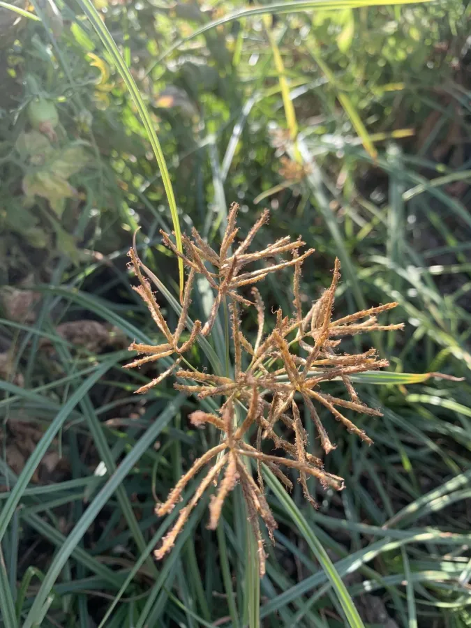 Cyperus rotundus