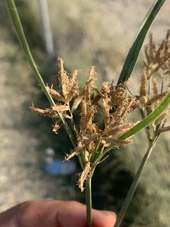Cyperus rotundus