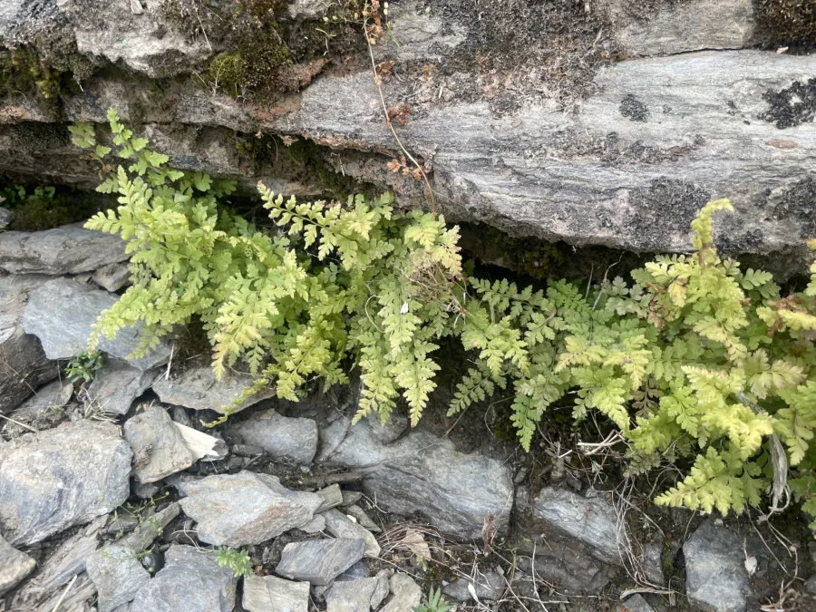 Cystopteris fragilis