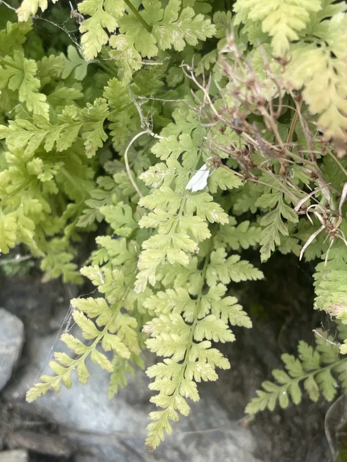 Cystopteris fragilis
