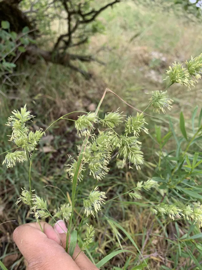 Dactylis glomerata