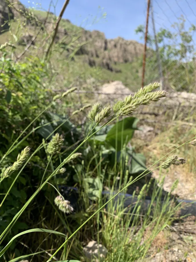 Dactylis glomerata
