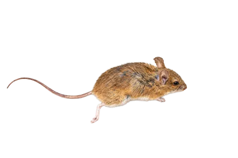 Yellow-necked Field Mouse