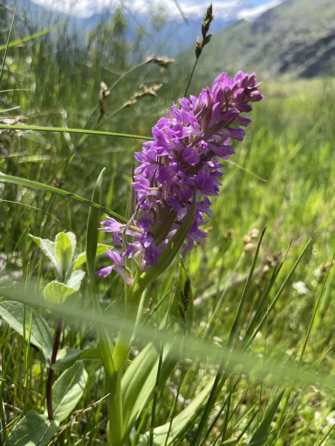 Dactylorhiza incarnata