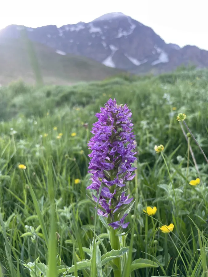Dactylorhiza incarnata