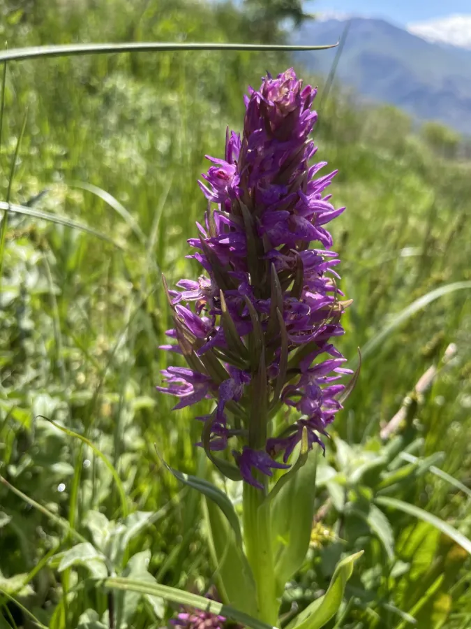 Dactylorhiza incarnata