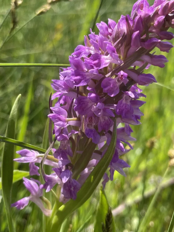 Dactylorhiza incarnata