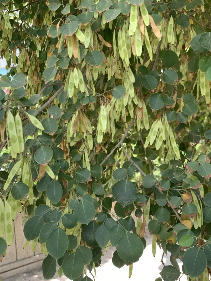Dalbergia sissoo