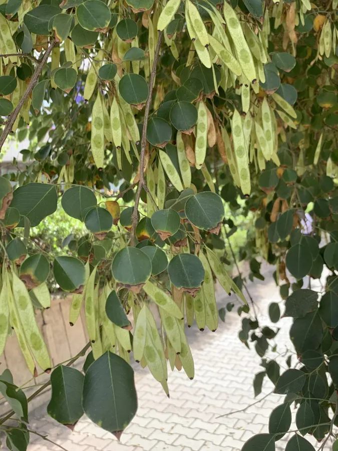 Dalbergia sissoo