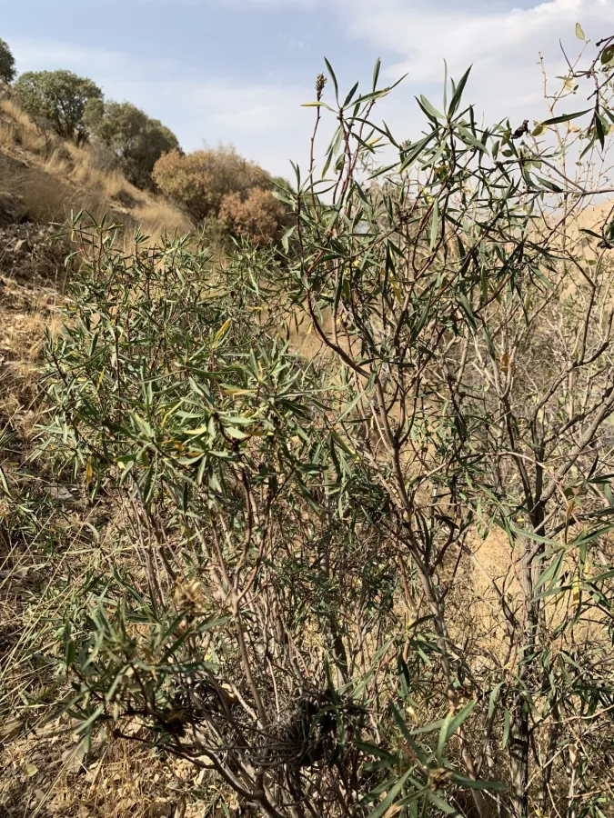 Daphne mucronata