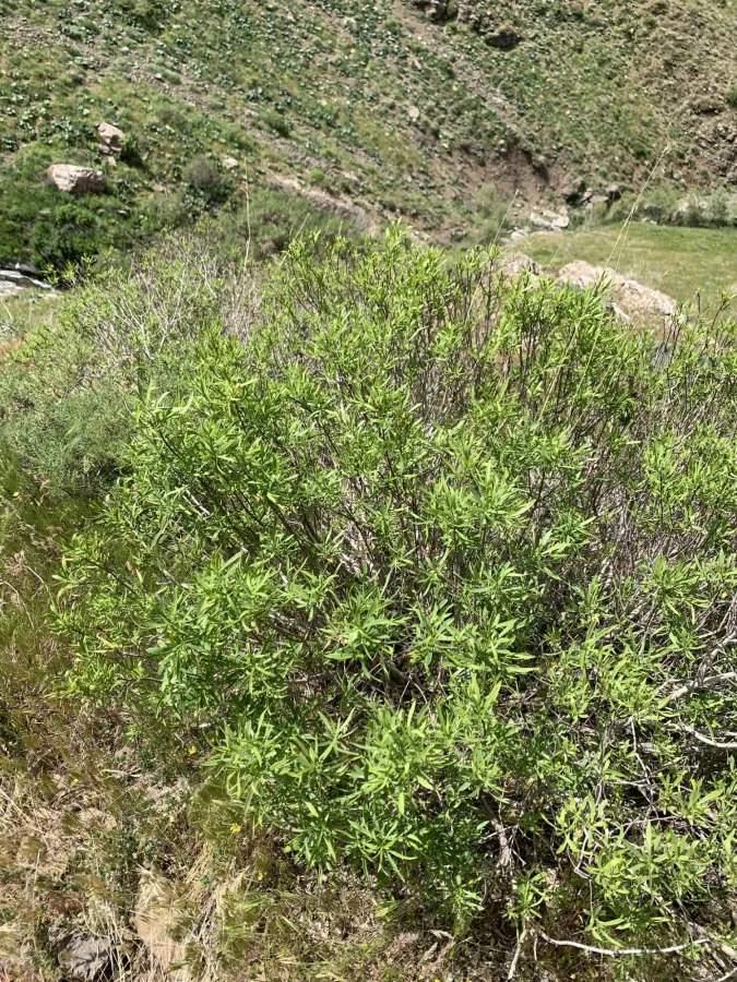Daphne mucronata