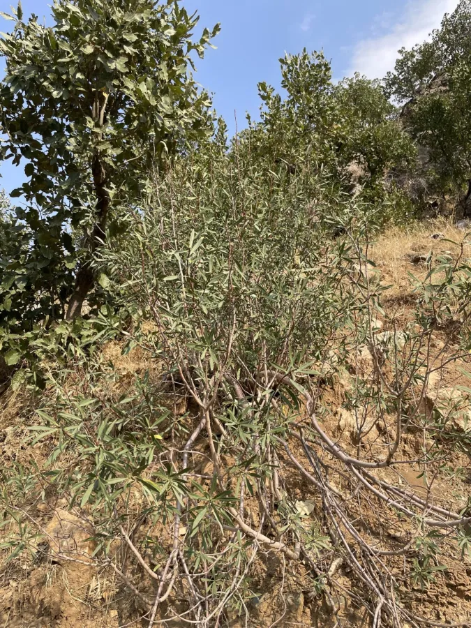 Daphne mucronata