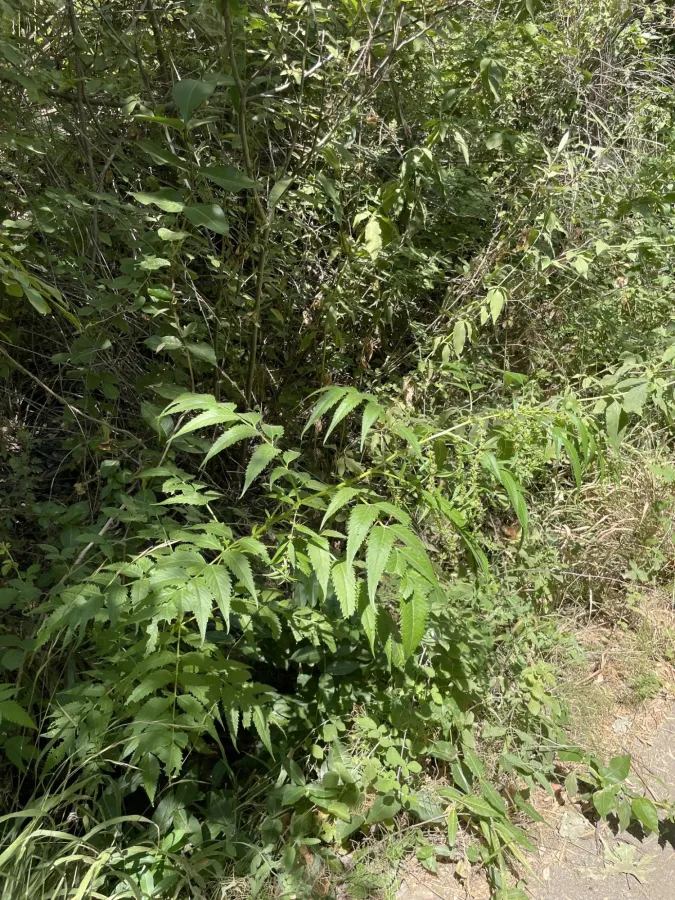 Datisca cannabina