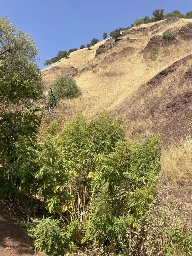 Datisca cannabina