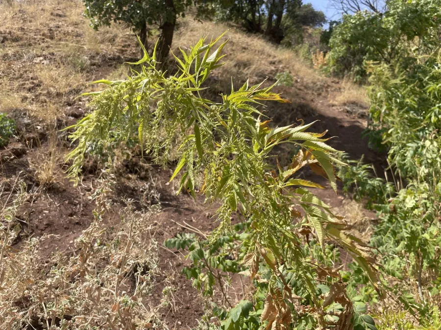 Datisca cannabina