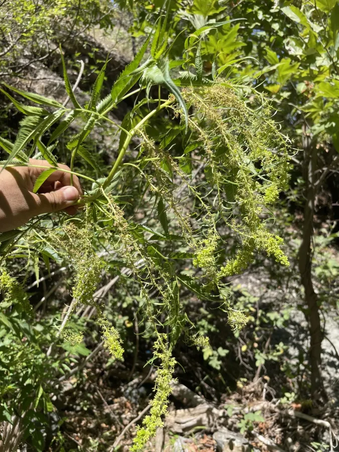 Datisca cannabina