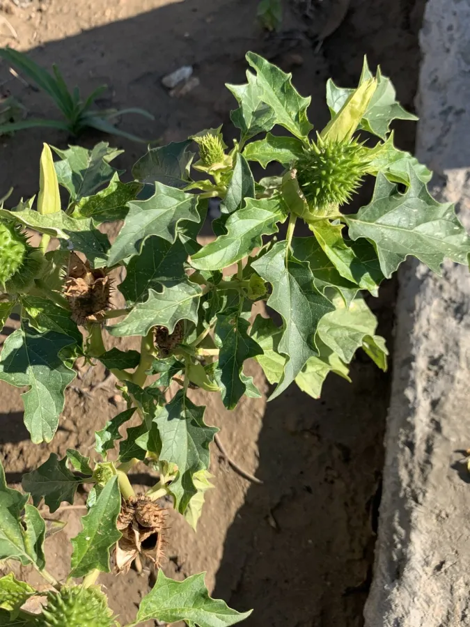 Datura stramonium