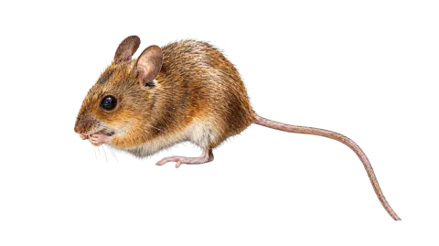 Steppe Field Mouse
