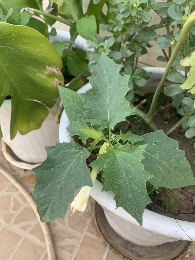 Datura stramonium