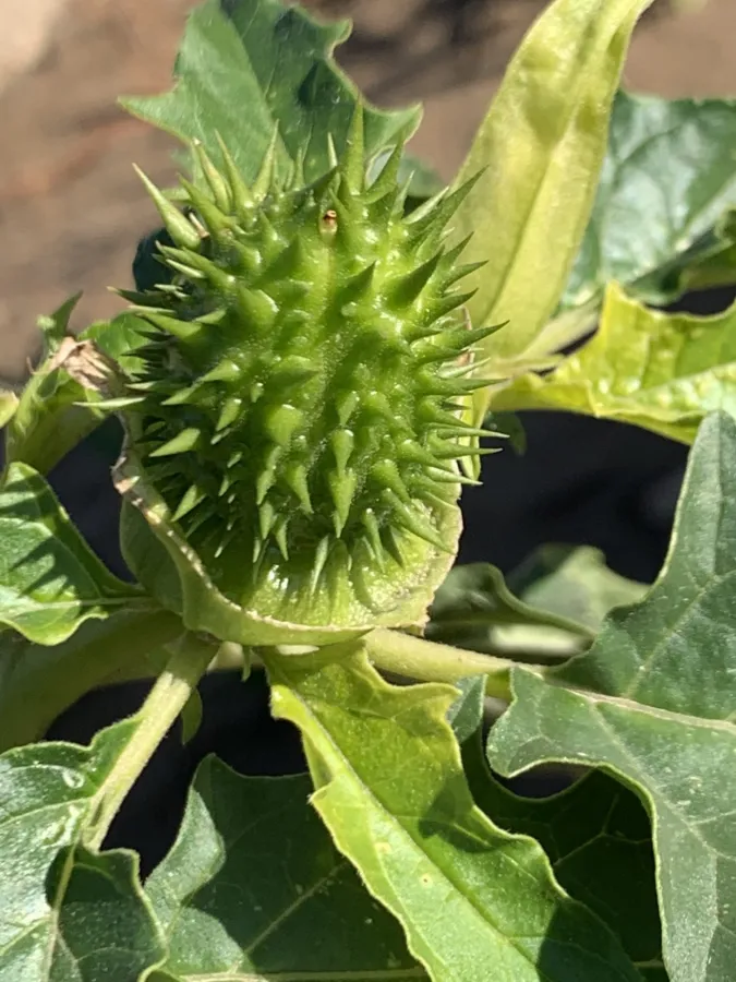 Datura stramonium