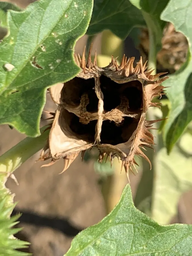 Datura stramonium