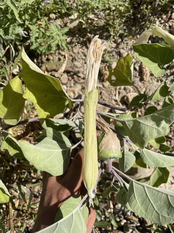 Datura wrightii