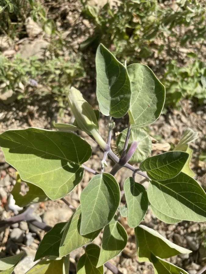 Datura wrightii