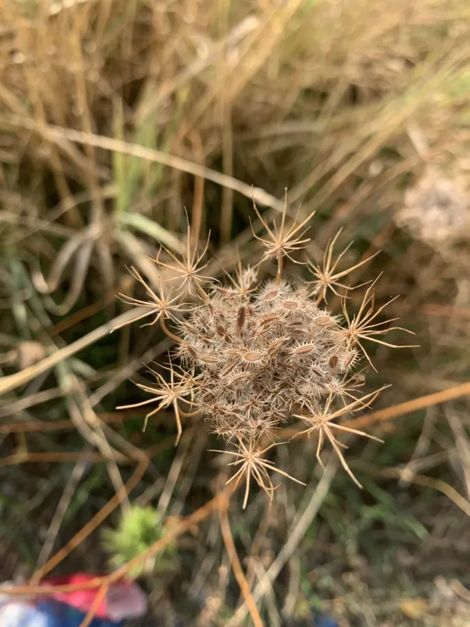 Daucus carota