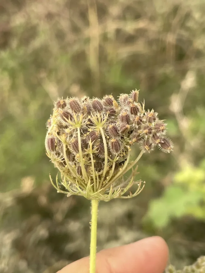 Daucus carota