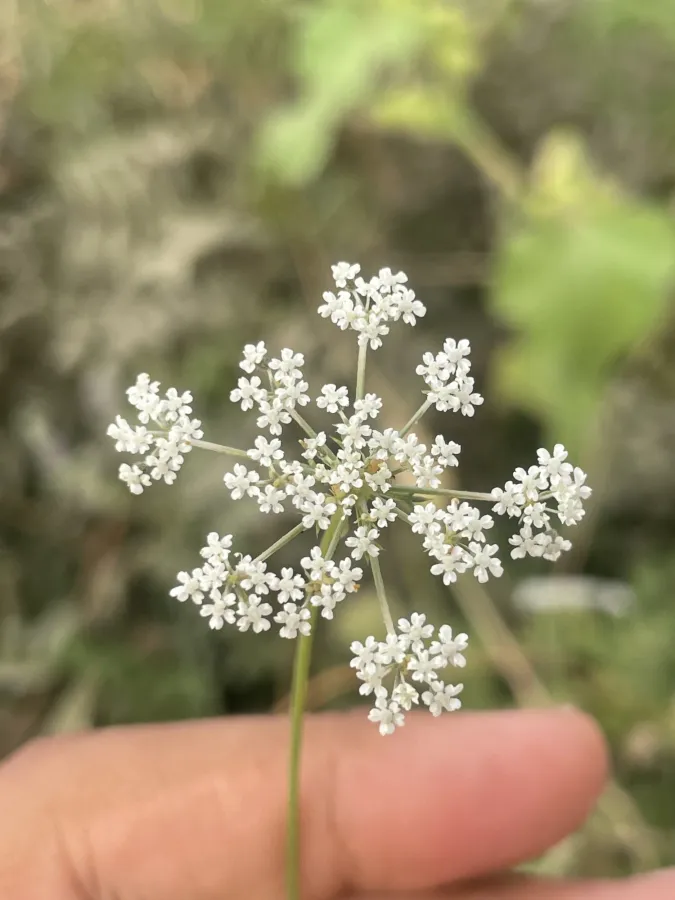 Daucus carota