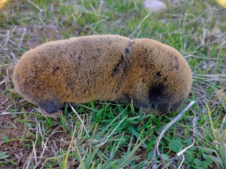 Middle East Blind Mole Rat