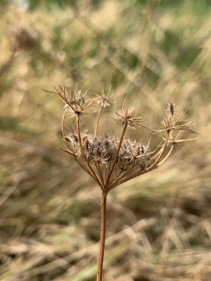 Daucus carota