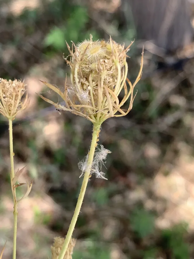 Daucus guttatus