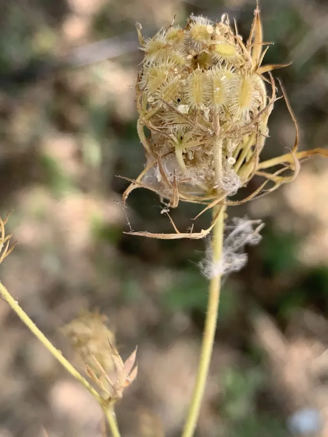 Daucus guttatus