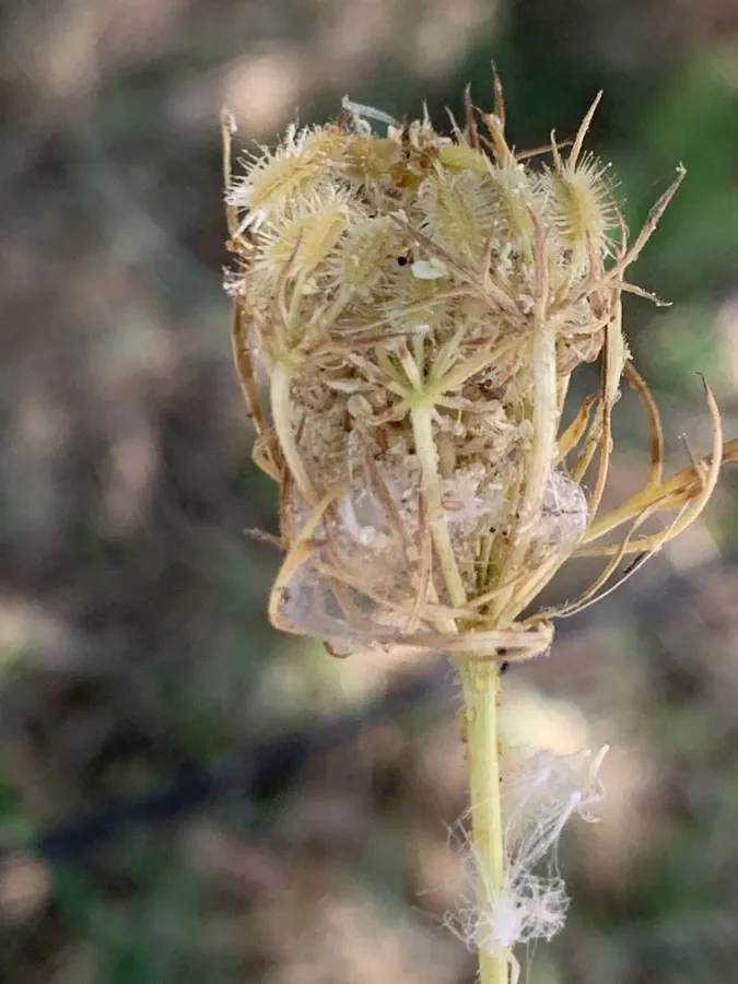 Daucus guttatus