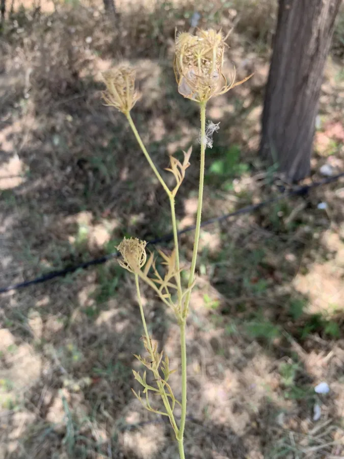 Daucus guttatus