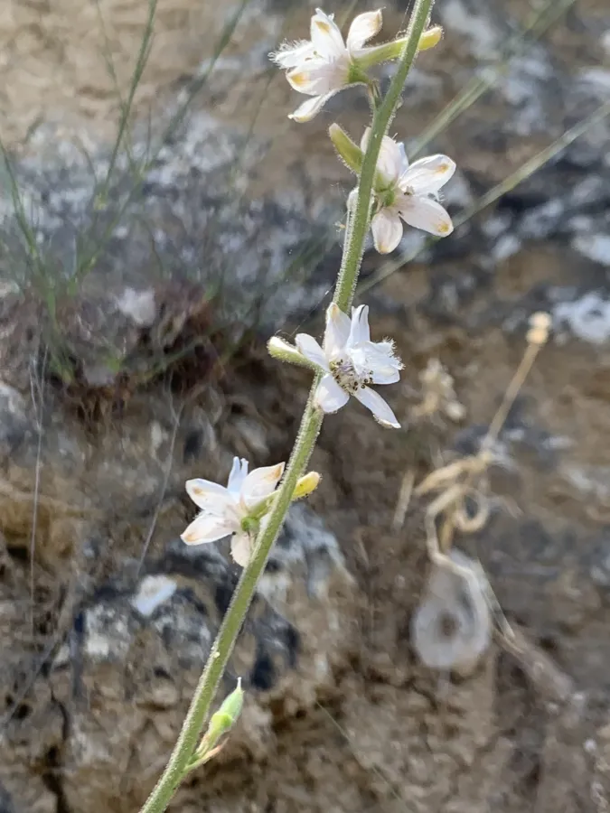Delphinium kurdicum