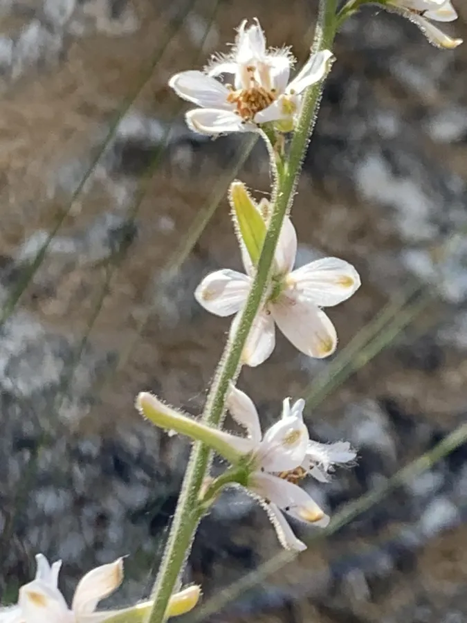 Delphinium kurdicum