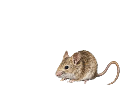 House Mouse