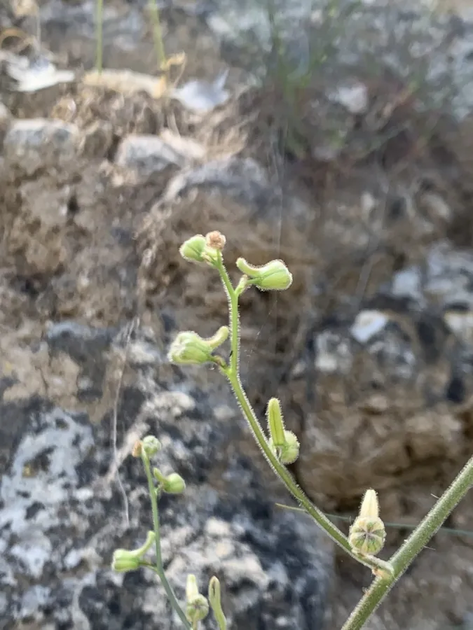 Delphinium kurdicum