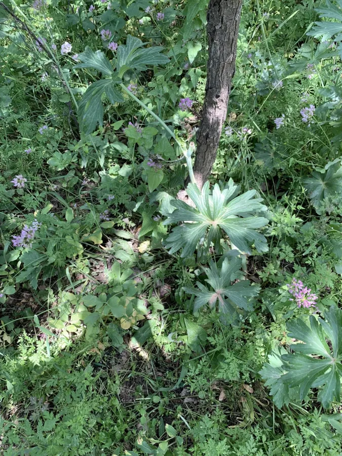 Delphinium macrostachyum