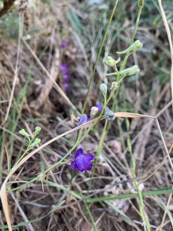 Delphinium micranthum