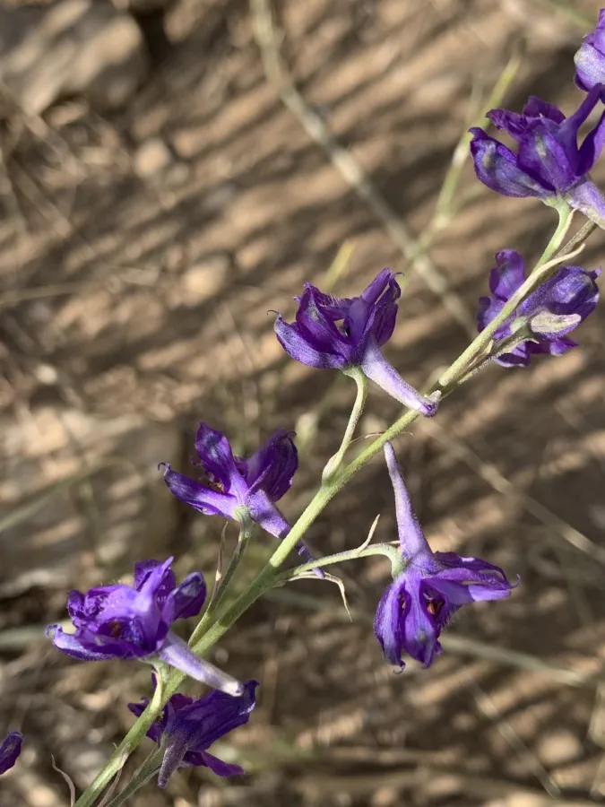 Delphinium micranthum
