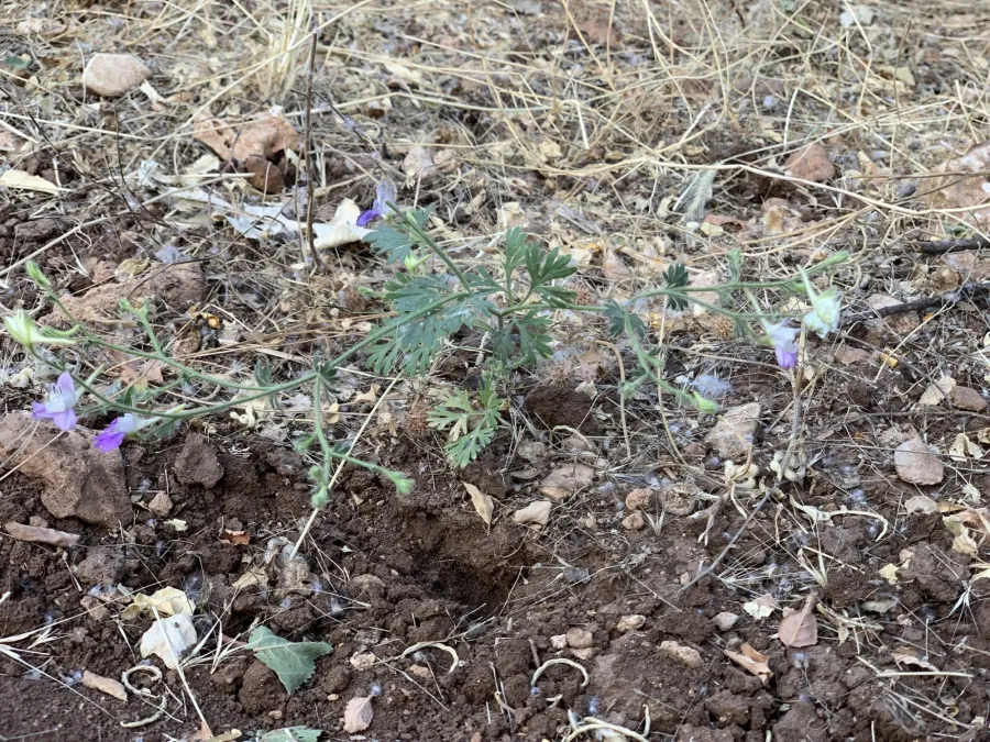 Delphinium oliverianum