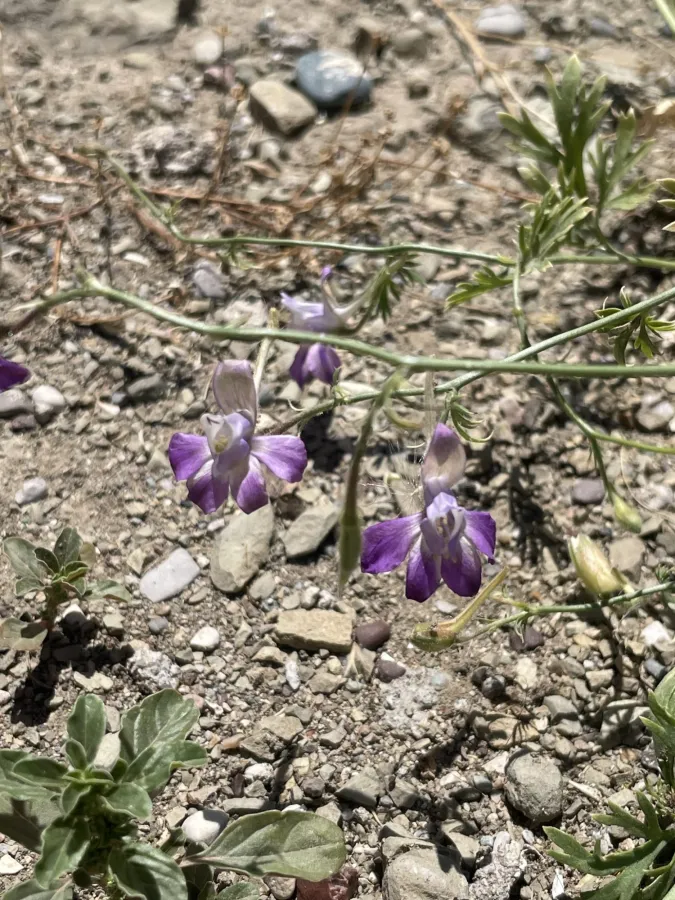 Delphinium oliverianum