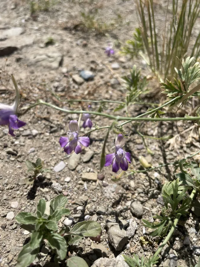 Delphinium oliverianum