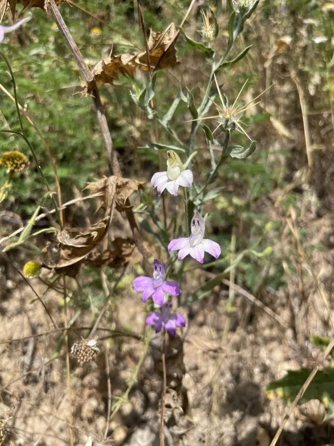 Delphinium oliverianum
